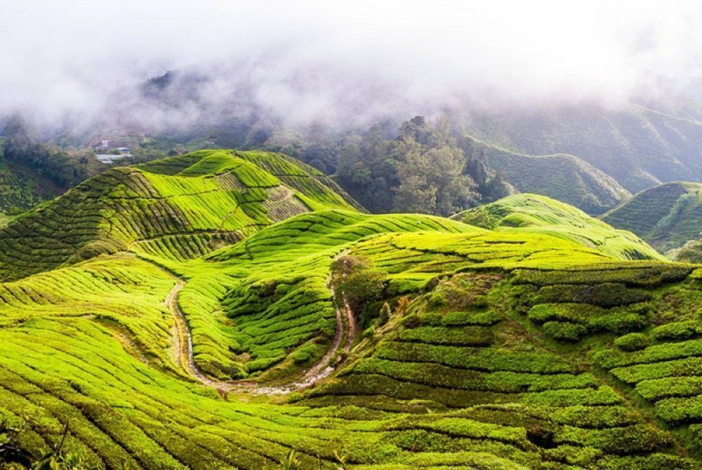  Zielone wzgórza, plantacja herbaty w Malezji