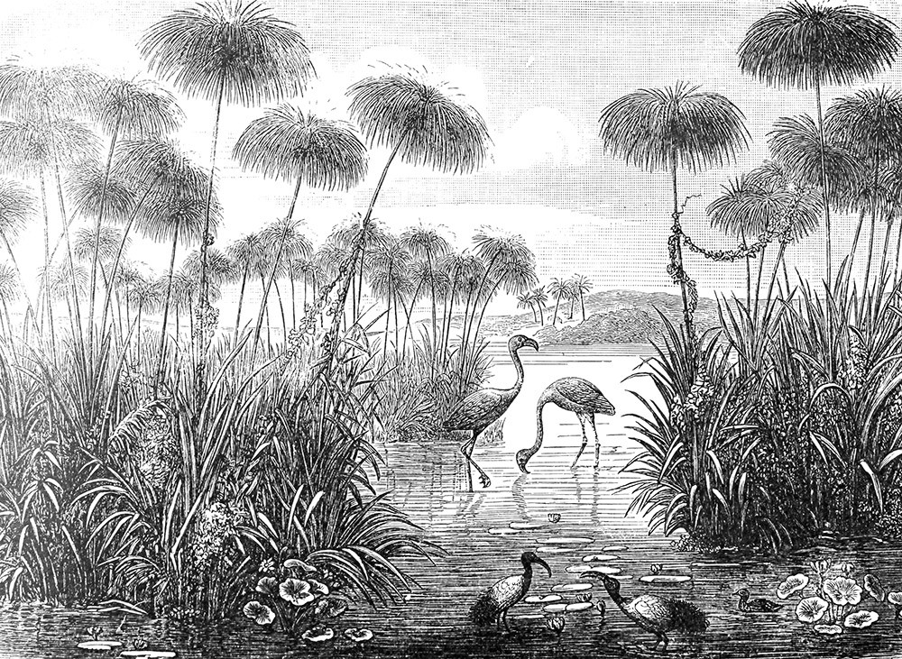 Fototapeta flamingi nad wodą