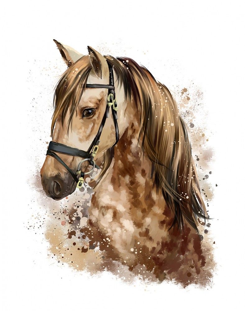  Rysunek głowy konia