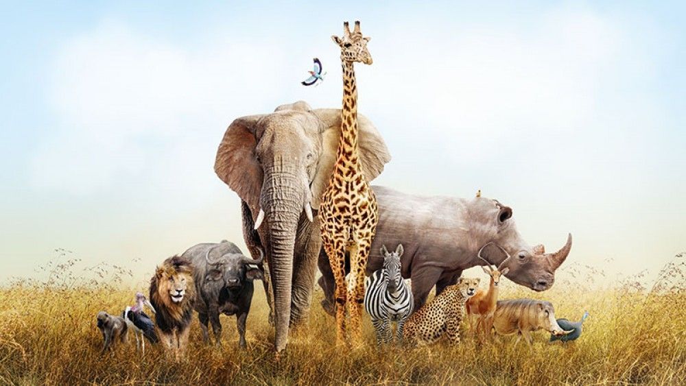 Fototapeta Zwierzęta Safari
