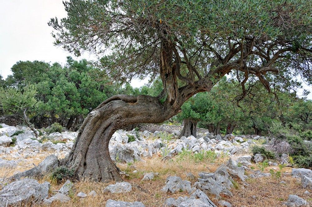 Naklejka na meble Stare drzewo oliwne